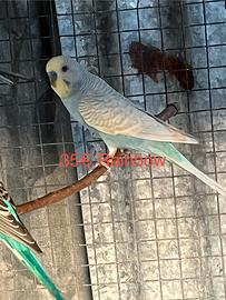 Cocoriti