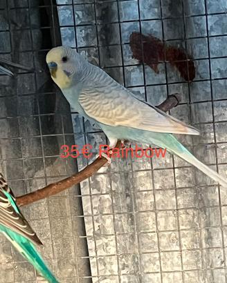 Cocoriti