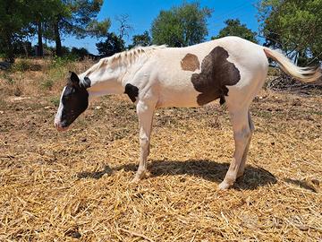 Puledro Paint Horse