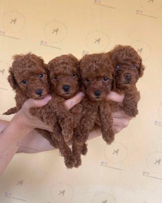 Barboncini toy red con pedigree enci