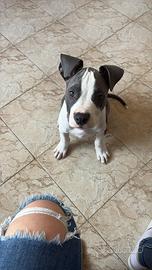 Amstaff 2 mesi