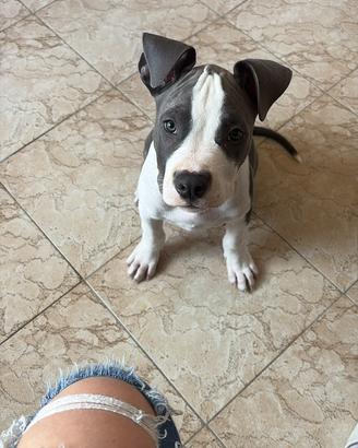 Amstaff 2 mesi