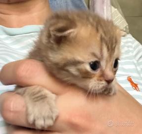 Scottish Fold e Stright
