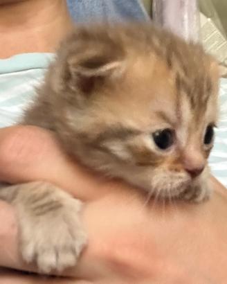 Scottish Fold e Stright