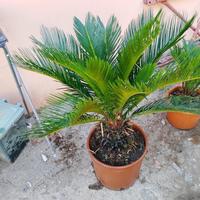 Pianta cycas