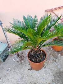 Pianta cycas