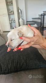 Labrador