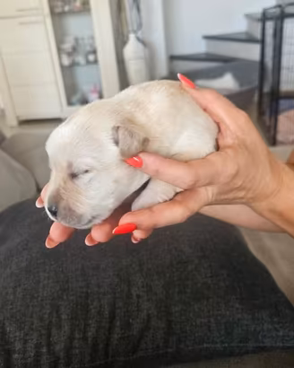 Labrador