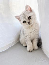 Cuccioli di Scottish Straight Silver Disponibili