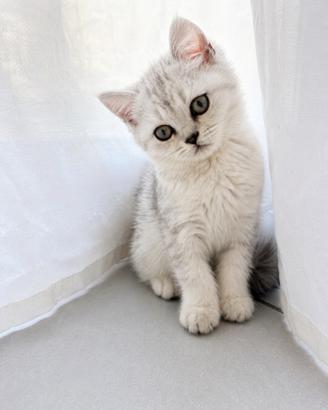 Cuccioli di Scottish Straight Silver Disponibili