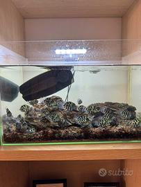 Pesci Blu Polar Parrot