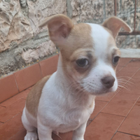 Chihuahua