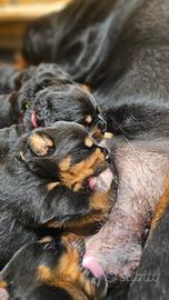 Femmina e maschio di Rottweiler