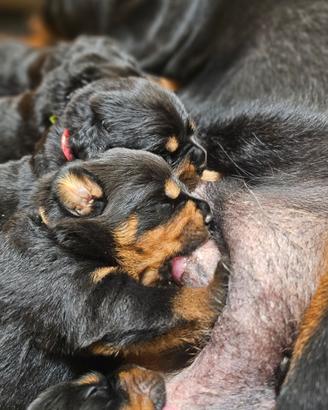 Femmina e maschio di Rottweiler