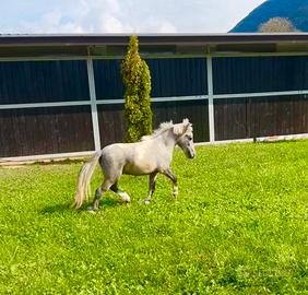 Mini Pony
