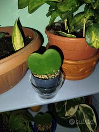 Hoya kerii 