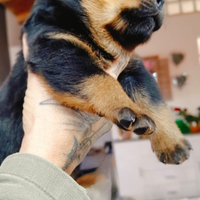 Cuccioli rottweiler