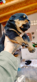 Cuccioli rottweiler