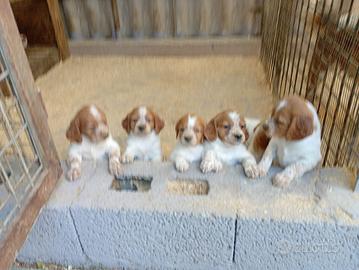 Cuccioli dì Breton