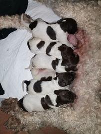 Cuccioli di Lagotto