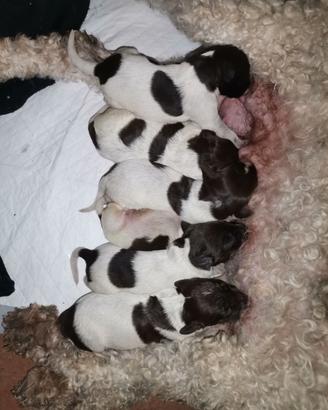 Cuccioli di Lagotto