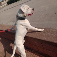 Dogo argentino per accoppiamento