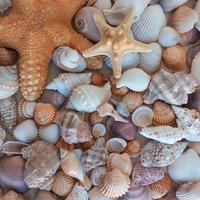 📦 Lotto conchiglie e stelle marine decorative 