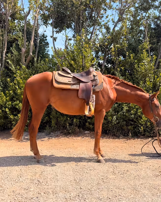 Puledra appaloosa x quarter