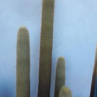 cactus e piante grasse giganti da collezione