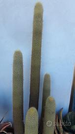 cactus e piante grasse giganti da collezione