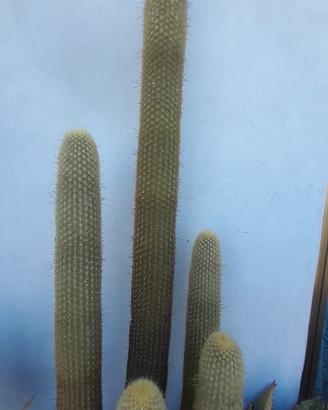 cactus e piante grasse giganti da collezione