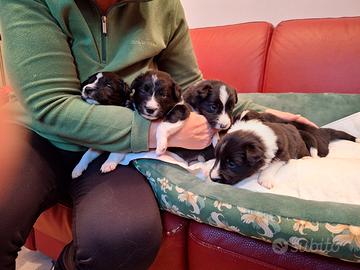 Cuccioli di Border Collie a Venaria