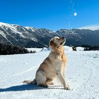 Golden retriever per monte