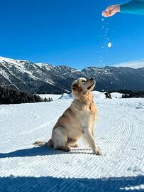 Golden retriever per monte