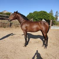 Puledro salto ostacoli