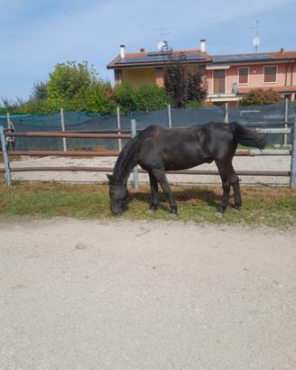 Cavallo argentino
