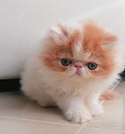 Persiana cucciola