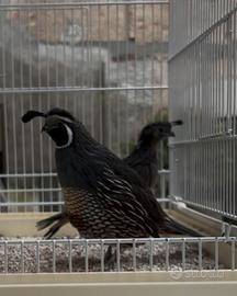 Coppia Colini della California