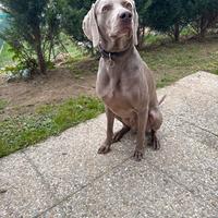 Weimaraner per monta con pedigree