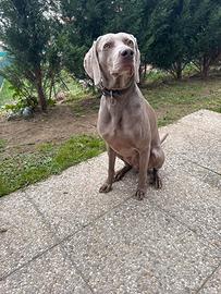 Weimaraner per monta con pedigree