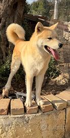 Akita inu maschio ADOZIONE
