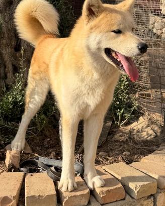 Akita inu maschio ADOZIONE