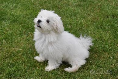 Maltese