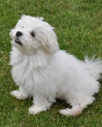 Maltese