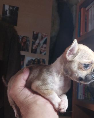Chihuahua