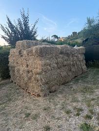 Fieno primo taglio