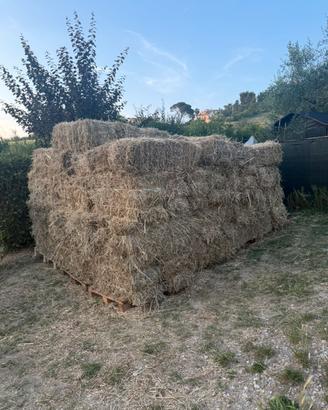 Fieno primo taglio