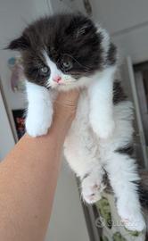 Gattino Persiano Bicolore Cioccolato e Bianco
