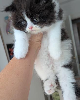 Gattino Persiano Bicolore Cioccolato e Bianco