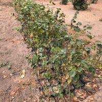 Piante di nocciole Tonda di Giffoni